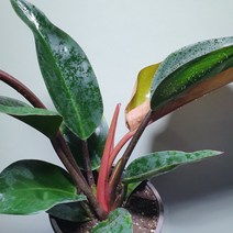 [나인에잇틴]레드콩고 묵은둥이 중품, 1개