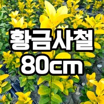 황금사철 80cm 나무 묘목 생울타리 울타리 담장, 황금사철 80cm  1개 (배송비별도)