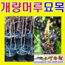 (D소망)개량왕머루묘목 결실주(분) 1그루, 1개