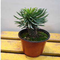 괴마옥(통통해요) 12센치 가격저렴