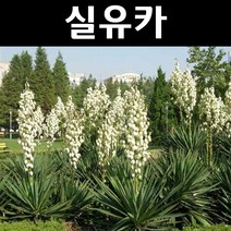 실유카 다년생 7치포트 1개/야생화