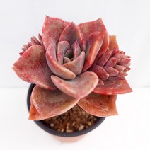 연봉 두툼한 핑크빛 잎장 다육 다육식물1-40, 단품, 1개