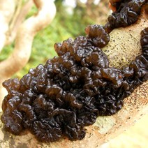 삼시세끼연구소 무농약 인증 국내산 건 목이버섯 50g 100g 생목이버섯 500g 1kg 태양건조 최상품, 03_프리미엄_건목이버섯_50g