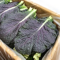 야채왕 적겨자 100g 500g 1kg 1박스(2kg), 적겨자 1kg
