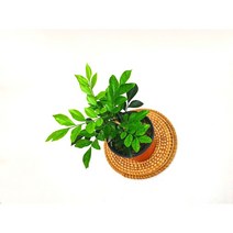 오렌지쟈스민 자스민 소품 공기정화식물 플랜테리어 천연가습기