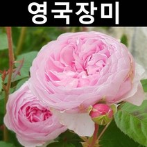 영국장미(올리비아로즈) 땅장미 포트 1개/나무 묘목/꽃나무/조경용
