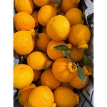 제주 한라봉 가정용 가정용 5kg 10kg 소과 중과, 10kg 중과(40~50과수 내외)