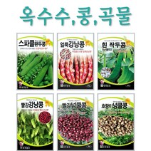 주주씨앗 콩 곡물 옥수수씨앗 16종 / 강낭콩 / 퀴노아 / 백태콩 / 서리태 / 찰옥수수 / 땅콩 / 작두콩 / 완두콩 / 씨앗 / 텃밭, 8. 백태콩(메주콩) 30g