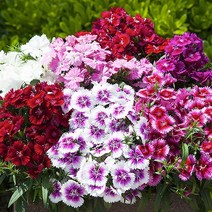 [여름~초가을 파종] 패랭이꽃 씨앗, 시베리안블루 20립, 1개