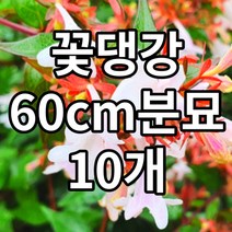 꽃댕강 60cm 10개 분묘 철쭉마켓 댕강 줄댕강 나무 묘목 조경수 정원수, 꽃댕강 60cm  10개  (배송비포함)