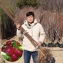 플럼코트나무 살구나무 묘목 접목1년생 샤이니 티파니 심포니 하모니 초하 하코트 홍천간, 샤이니 (특묘) 접목 1년