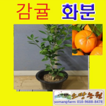 (GL소망)귤나무(감귤)묘목 2년생(분) 1그루