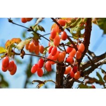 산수유열매건재 600g #산수유열매#산수유효능 #산수유효과 #산수유재배