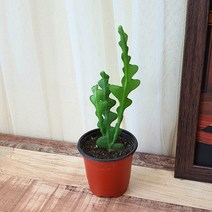 실내공기정화식물 생선뼈 선인장 피쉬본 다육식물 포트 8호