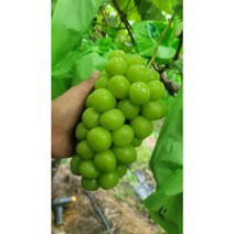 샤인머스켓 2kg 2수 상주포도 프리미엄 망고포도 청정지역 선물용