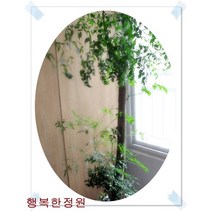 해피트리 행복나무 크기별 플랜테리어