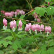 금낭화 x 10포트 야생화 봄꽃 다년생