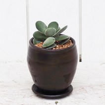 아침향기 공기정화식물 옹기화분, 63.모건뷰티(다육)
