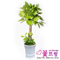 뱅갈고무나무 공기정화식물 관엽식물 전국꽃배달서비스 개업화분/축하선물, 1개