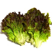 유기농 쌈채소 적상추 1kg, 1개, 1개