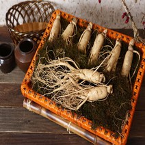 풍기농부 풍기인삼 6년근수삼대 1채 750g 8~9편 인삼/수삼/장뇌삼, 1Ea