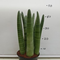 온누리농원 스투키(40cm)-특가, 스투키(40cm), 1개