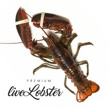 이강크랩 살아있는 활 바다가재 랍스타 500g~1.2kg, 1~1.2kg, 1개