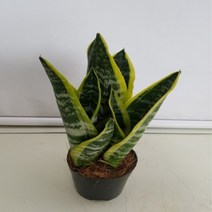 온누리농원 산세베리아-3, 1개