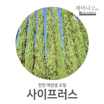 제미니상사 사이프러스, 1개, 10ml