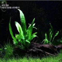 미크로소리움 (잎10장), 1개
