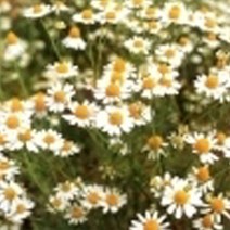 [엔피솝] 비누재료 화장품재료 플로럴워터 9종 비누재료 화장품재료, 캐모마일워터 100ml