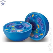 [러닝리소스] 21900 동물 세포 단면모형, 블루