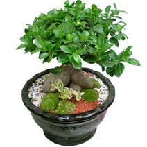 웰컴플라워 관엽화분, 2 인삼팬다