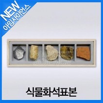 [아임사이언스]식물화석표본