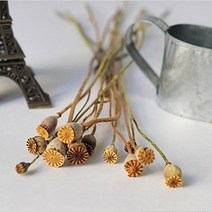 플라라 드라이플라워 프리저브드플라워 기획 모음, 15-39. 양귀비