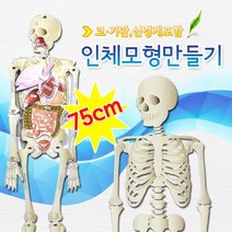 [아임사이언스]인체모형만들기 코기관 신경계포함(대형 5인용)