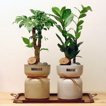 녹보수(해피트리) 금전수 복주머니 화분, 옵션선택