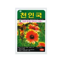 천인국씨앗 100립