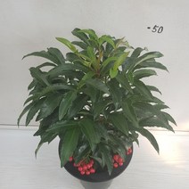 온누리농원 만냥금, 1개