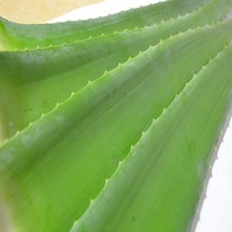 거제 알로에 베라 7kg, 1개