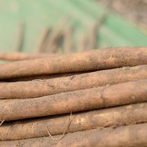 연고농장 햇우엉 2kg 반찬용우엉 우엉차용우엉 파지우엉, 1박스, 우엉 2kg(우엉차용/굵어요~)