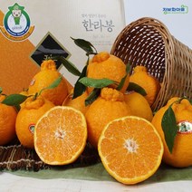 (인빌푸드)제주 가시나물 한라봉 5kg(10-13과), 단품