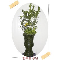 천혜향나무 귤나무화분, 1개