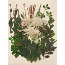 꽃심 압화꽃모음, 압화-1404 그리너리