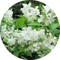 고광나무/2주/스노우벨 분묘/묘목