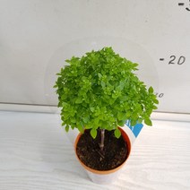온누리농원 바질트리, 1개