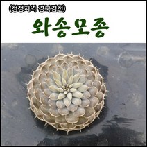 [장수명가] 와송모종(기본모종), 100개
