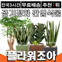 플라워조아 관엽식물화분 공기정화식물, 3. 크루시아, 1개