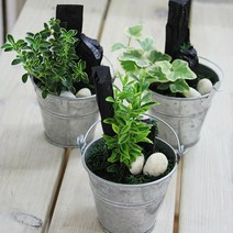 가꾸지오 공기정화 천연가습 실내인테리어 미니 숯정원, 미니숯정원-미니금사철