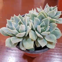 인커피식물카페 펀퀸 다육 공기정화식물 포트 중형
